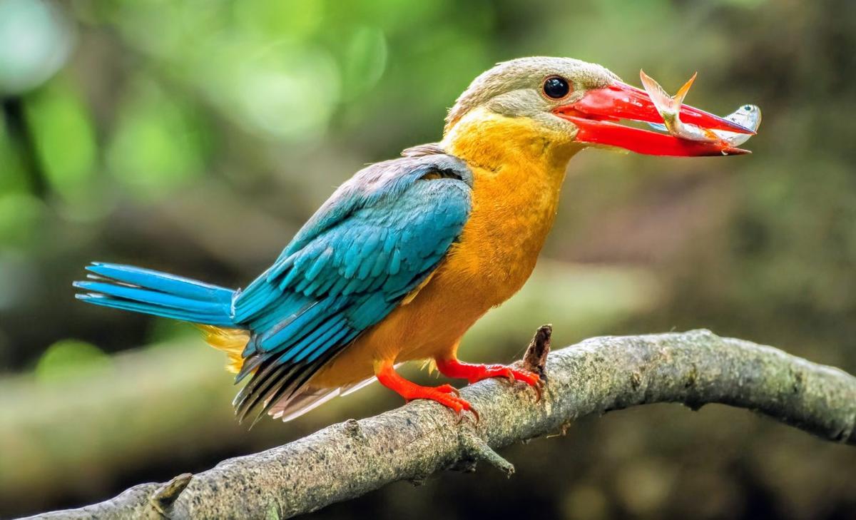 Protein helps birds prepare to fight off infection