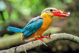 2025/06/Bird-protein.jpg