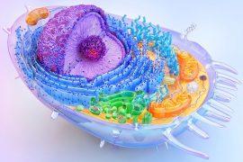 2025/06/Exercise-cells.jpg