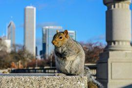 2025/06/Chicago-rodent.jpg