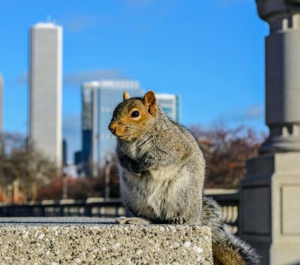 2025/06/Chicago-rodent.jpg