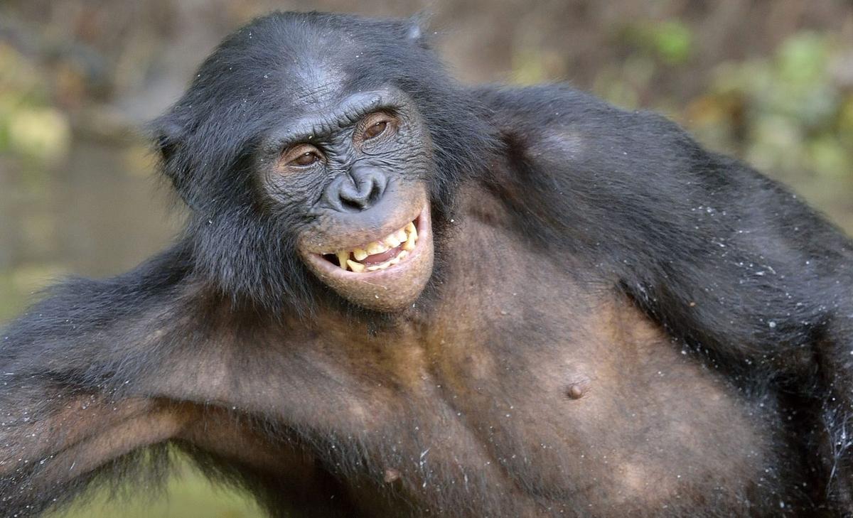 Laughter lifts bonobo moods, offering clues to human emotion
