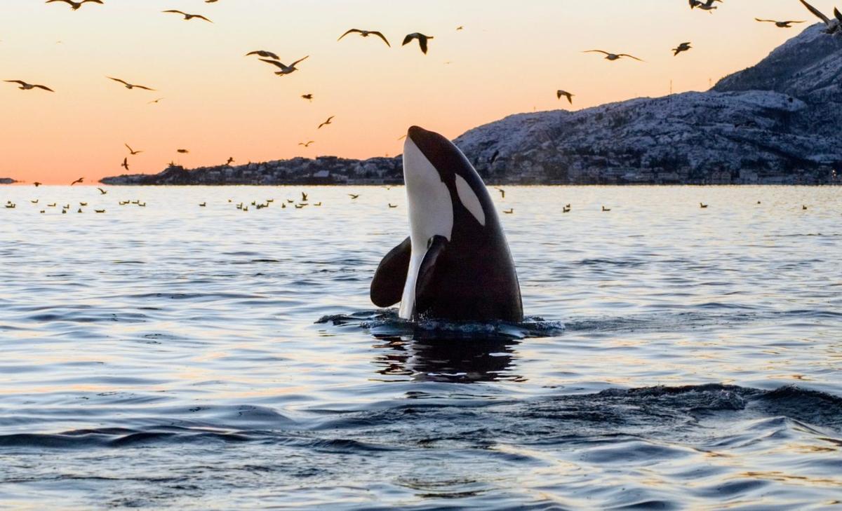 Killer whales may be trying to bond with humans