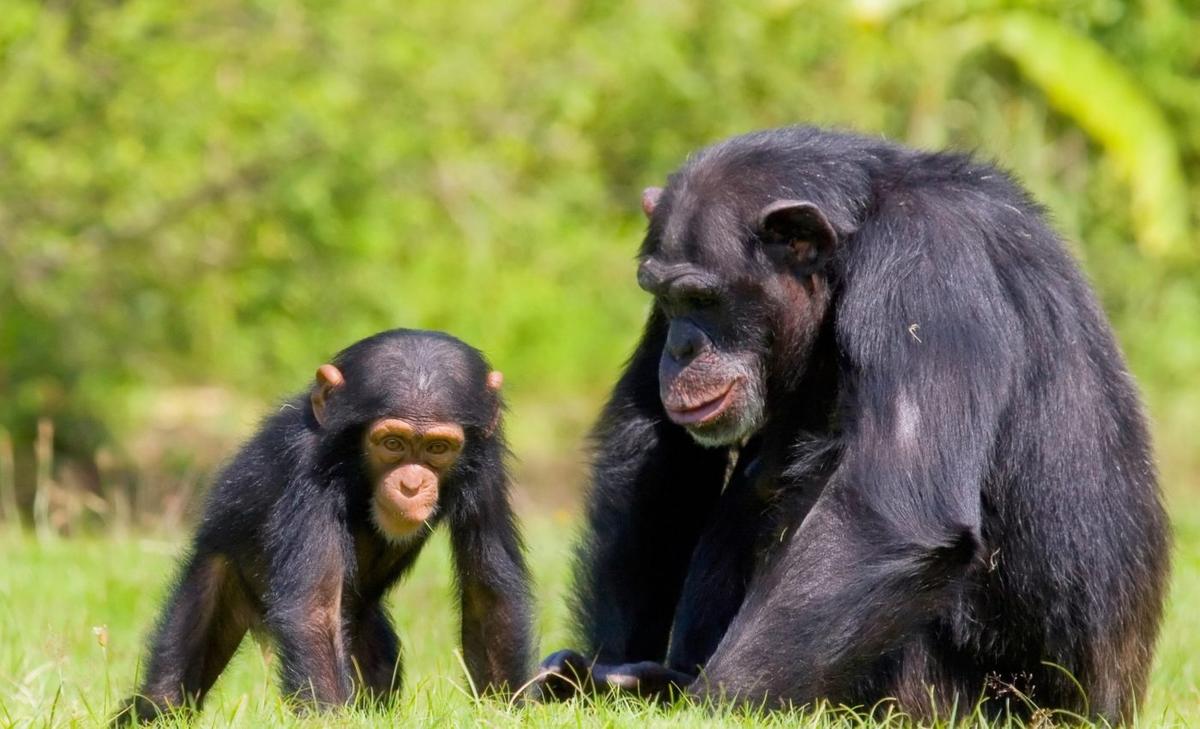 Babies of social chimpanzee mothers are more likely to survive