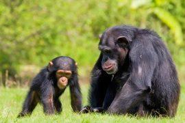 2025/07/Social-chimpanzee-baby.jpg