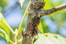 2025/07/Ants-lanternfly.jpg