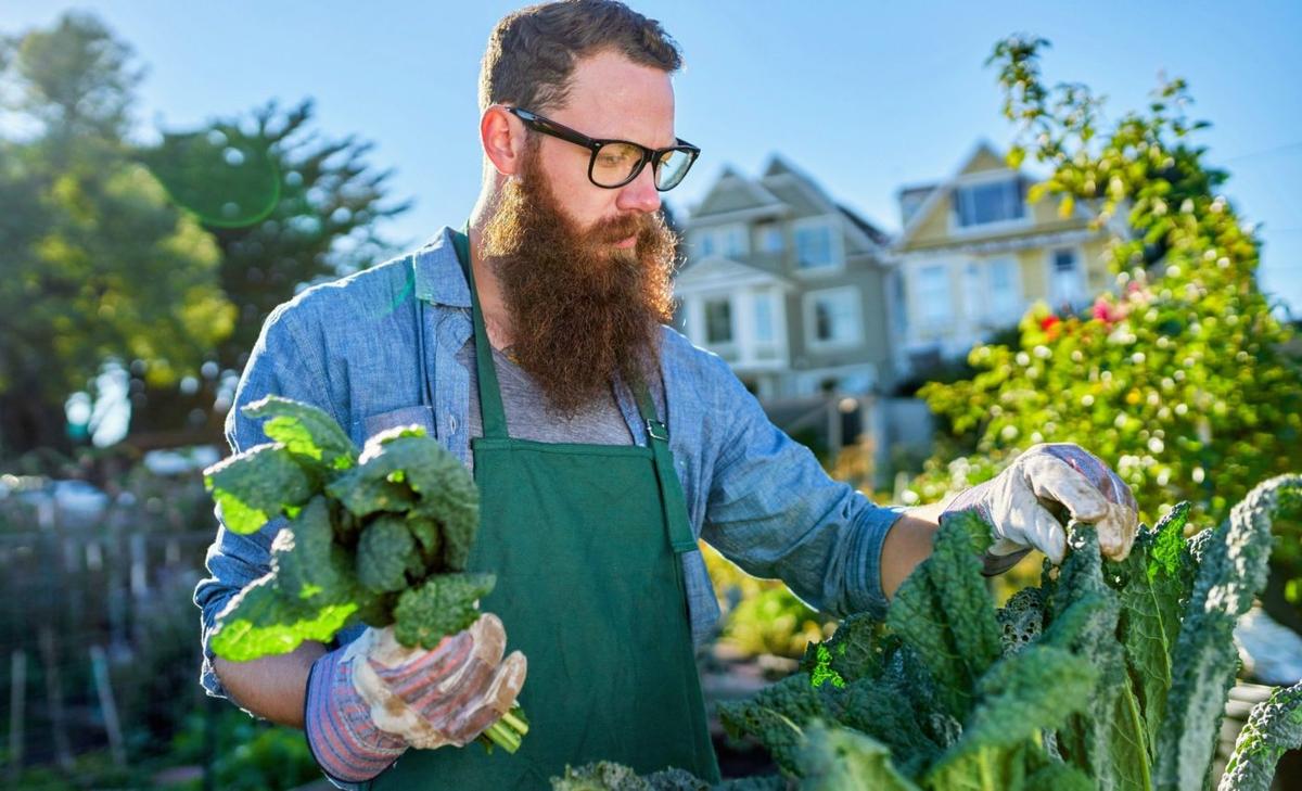 Urban gardens help cities fight climate change