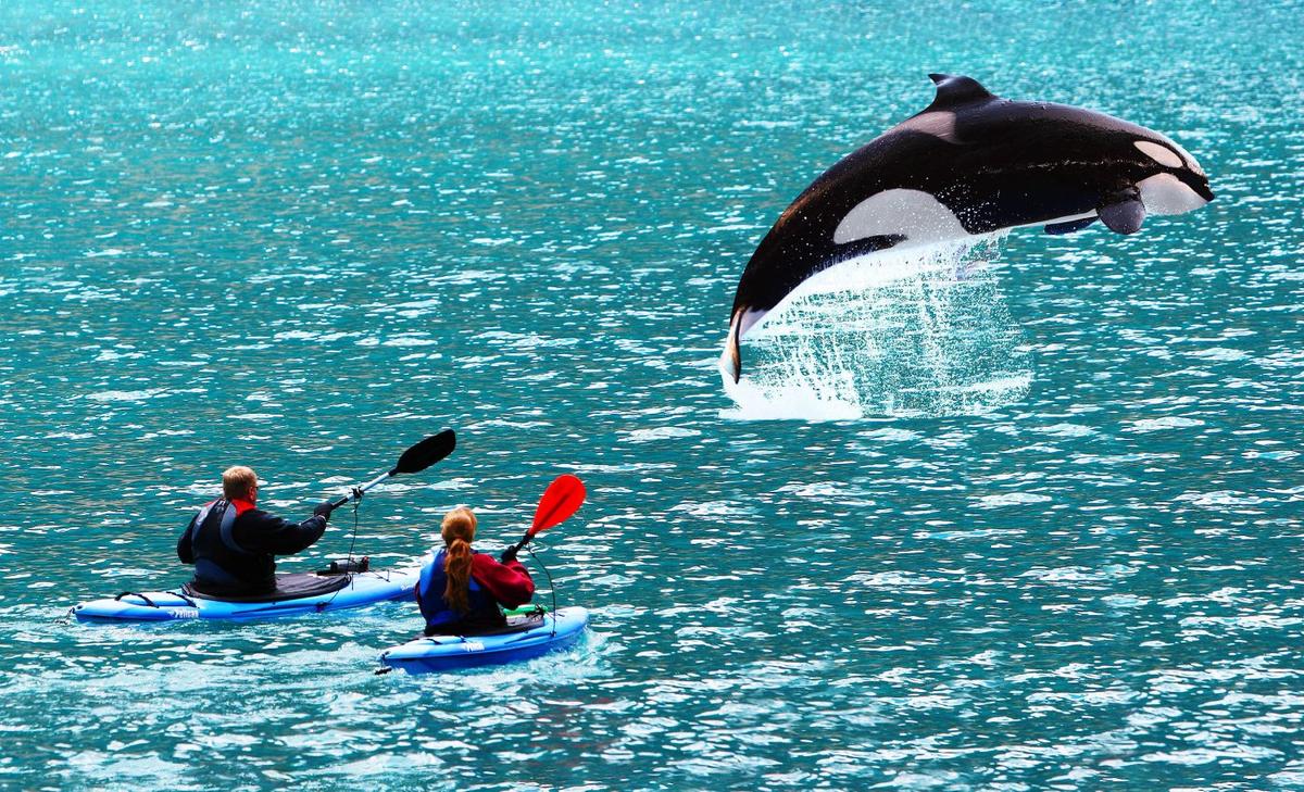 Killer whales are attempting to bond with humans, according to scientists