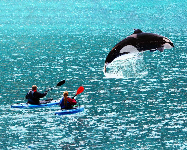 2025/07/killer-whales_human-bonding_1m.jpg