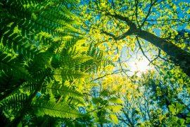 2025/07/Plant-sugar.jpg