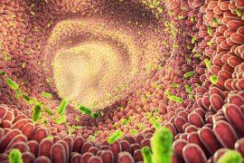 2025/07/Chemical-gut2.jpg