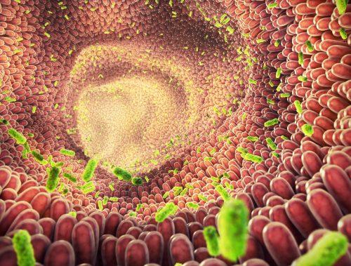 2025/07/Chemical-gut2.jpg