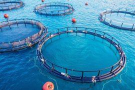 2025/07/Seafood-deregulation.jpg