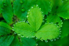 2025/07/Plant-pore.jpg