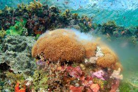 2025/07/Baby-corals.jpg