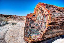 2025/07/forest-fossil-1.jpg