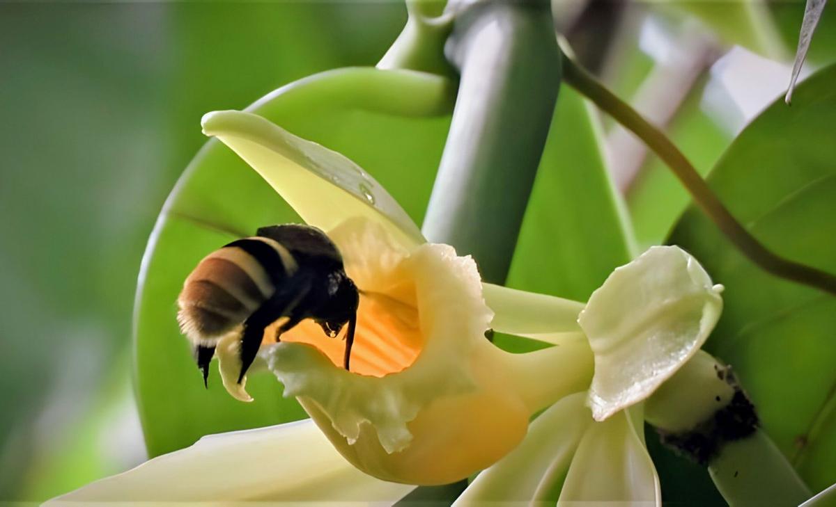 Climate change is separating wild vanilla from its pollinators