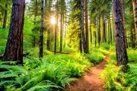 2025/07/Climate-forest.jpg