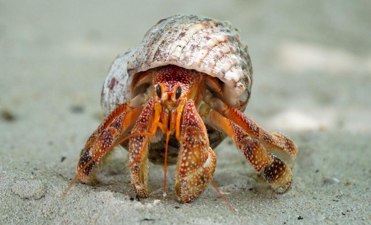 Microscopic hairs drive courage in hermit crabs