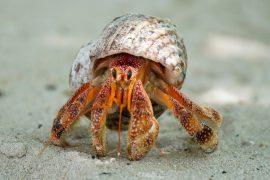 2025/07/hermit-crabs.jpg