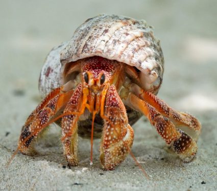 2025/07/hermit-crabs.jpg