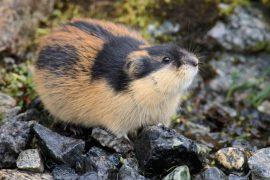 2025/07/Lemming-species.jpg
