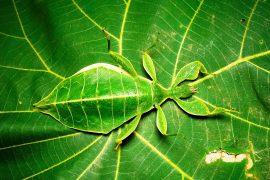 Phyllium,Is,The,Largest,And,Most,Widespread,Genus,Of,Leaf