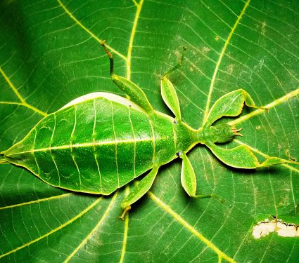 Phyllium,Is,The,Largest,And,Most,Widespread,Genus,Of,Leaf