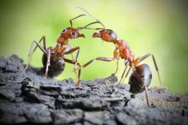2025/07/Ant-gene-1.jpg