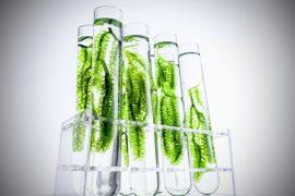 2025/07/Algae-bioplastic.jpg
