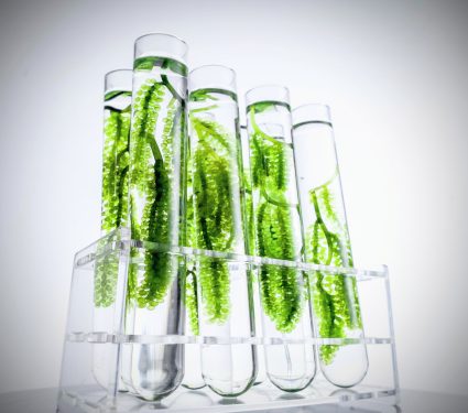2025/07/Algae-bioplastic.jpg