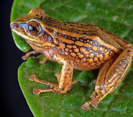 2025/07/New-frog-species.jpg