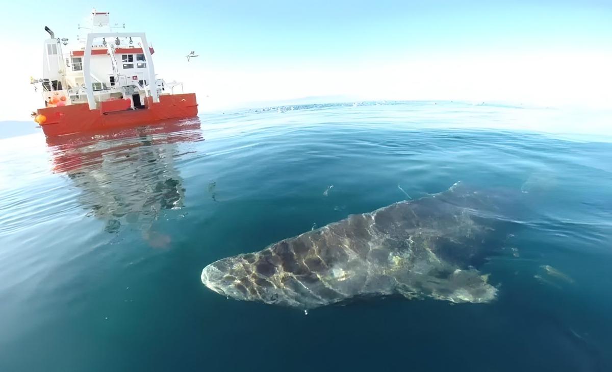 Greenland sharks survive for centuries in icy waters