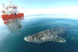 2025/07/Greenland-sharks.jpg