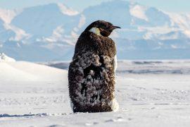 2025/07/Antarctic-sea-ice.jpg