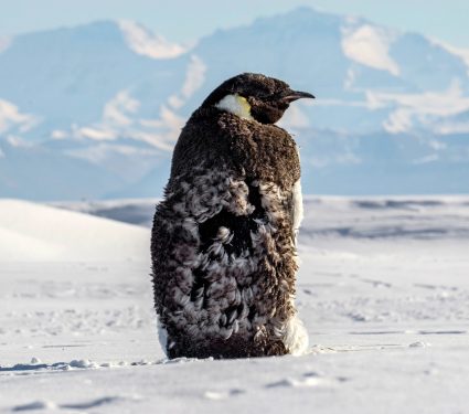 2025/07/Antarctic-sea-ice.jpg