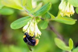 2025/07/Bumble-bee-health.jpg