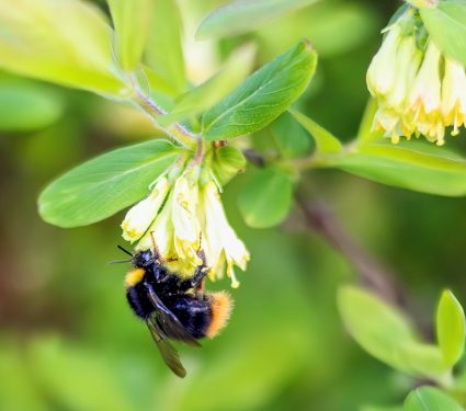 2025/07/Bumble-bee-health.jpg
