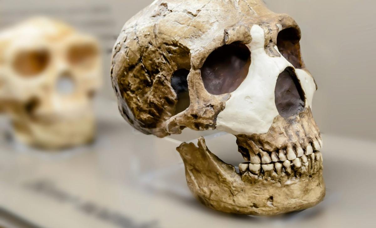 Neanderthal skull traits cause modern human brain problems