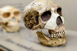 2025/07/Neanderthal-skull.jpg
