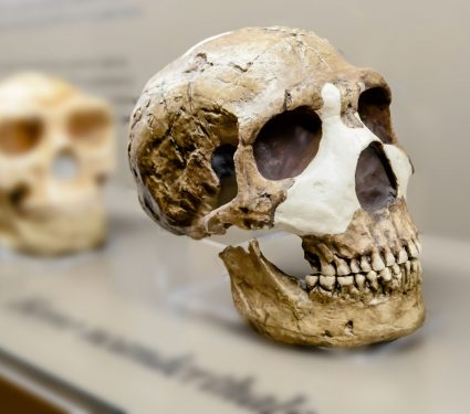 2025/07/Neanderthal-skull.jpg
