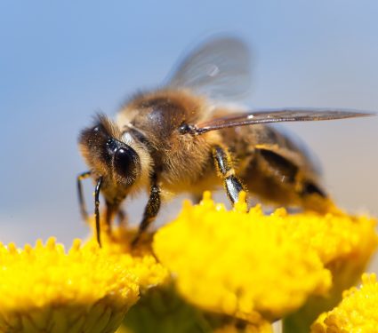 2025/07/Honey-bees-native-pollinators.jpg