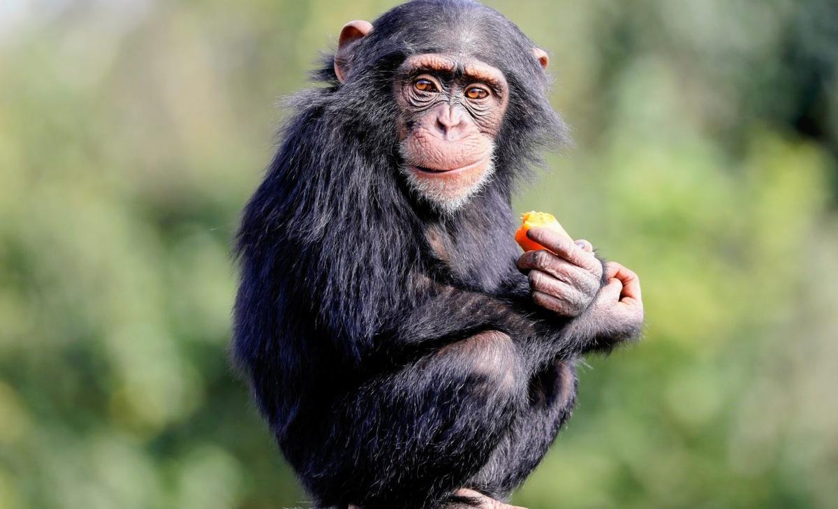 Chimpanzees copy strange, useless trends just like humans do