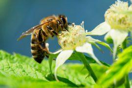 2025/07/Bees-buzz.jpg