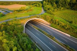 Wildlife tunnels save millions of amphibians