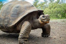 2025/07/Turtles-Cancer.jpg