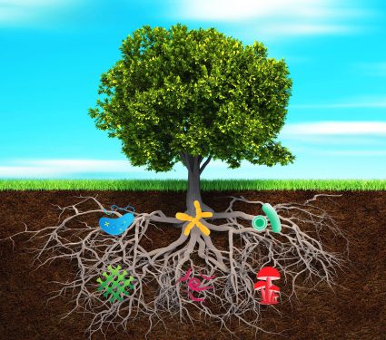 2025/07/plants_roots_microbiomes_FTS_1m.jpg