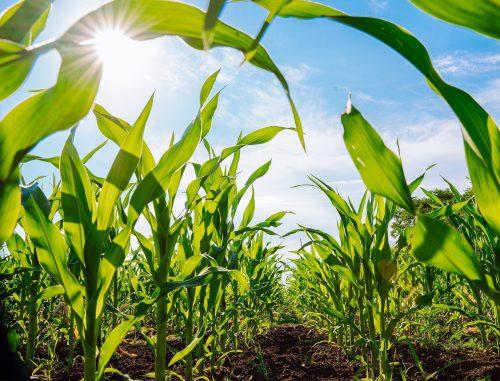 2025/07/Climate-food-1.jpg