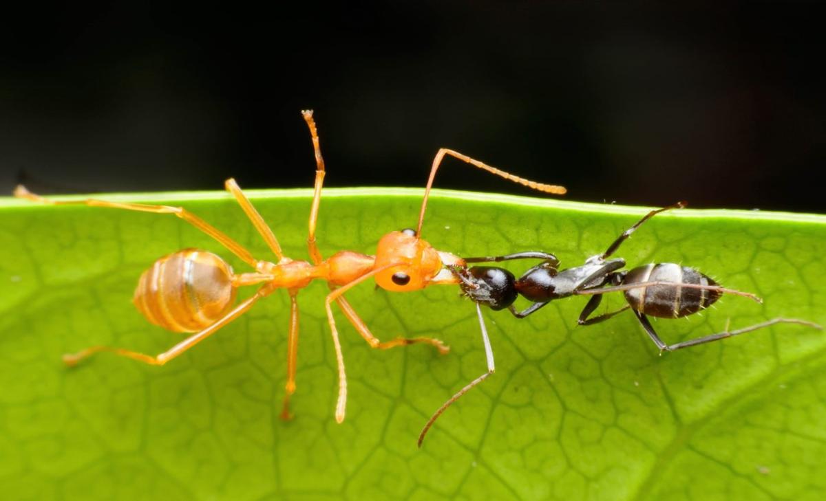 Some plants have a strategy to prevent violent ant fights