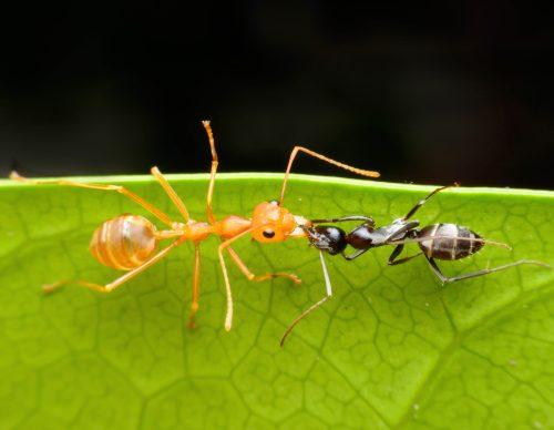 2025/07/Ant-plant-.jpg
